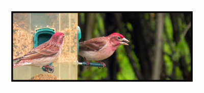 20 5 7 0176 Cassin's Finches