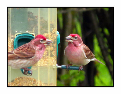 20 5 7 0178 Cassin's Finches