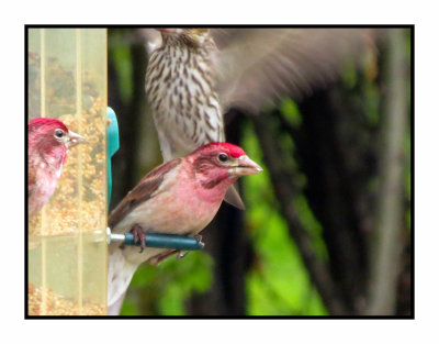 20 5 7 0179 Cassin's Finches