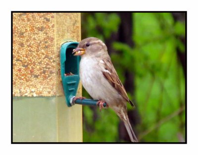 20 5 7 0195 Female House Sparrow