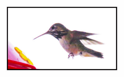 20 5 12 0202 Calliope Hummingbird
