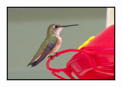 20 5 14 0217 Female Calliope Hummingbird