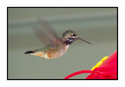 20 5 14 0221 Calliope Hummingbird