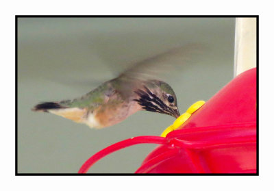 20 5 14 0222 Calliope Hummingbird