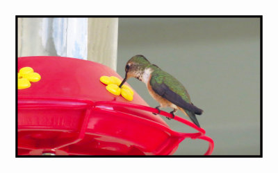20 5 14 0227 Female Calliope Hummingbird