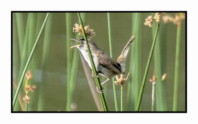 20 6 26 5156 Marsh Wren