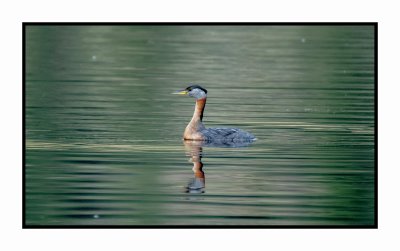 20 6 26 4991 Red-necked Grebe