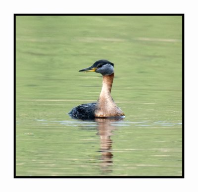 20 6 26 5003 Red-necked Grebe