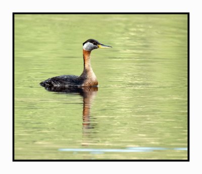 20 6 26 5006 Red-necked Grebe