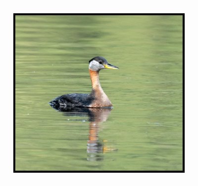 20 6 26 5011 Red-necked Grebe