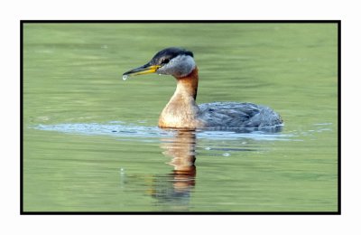 20 6 26 5012 Red-necked Grebe