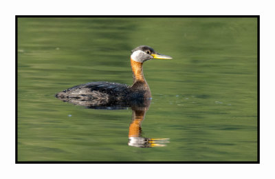 20 6 26 5025 Red-necked Grebe