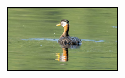 20 6 26 5032 Red-necked Grebe