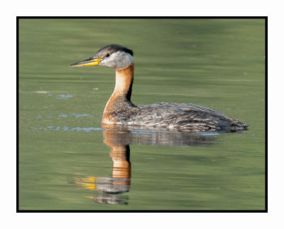 20 6 26 5036 Red-necked Grebe