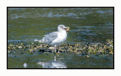 Gulls, Terns, Skimmers & Jaegers