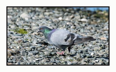 20 8 24 5304 Rock Pigeon