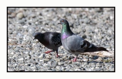 20 8 24 5312 Rock Pigeon
