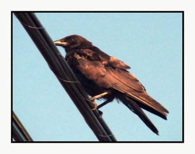 20 8 24 0494 Northwestern Crow