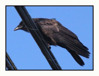 20 8 24 0496 Northwestern Crow