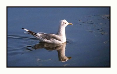 20 8 26 0508 Mew Gull