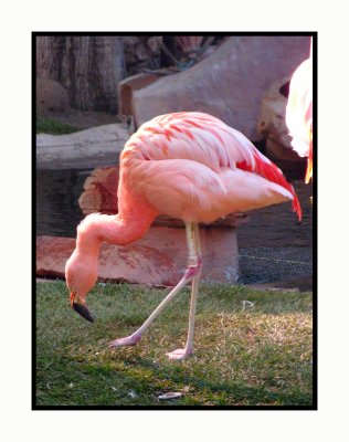 2008 1197 Flamingo