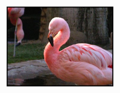 2008 1214 Flamingo