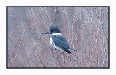 21 1 25 5541 Belted Kingfisher