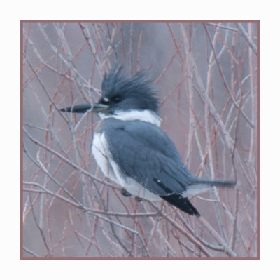 21 1 25 5540 Belted Kingfisher