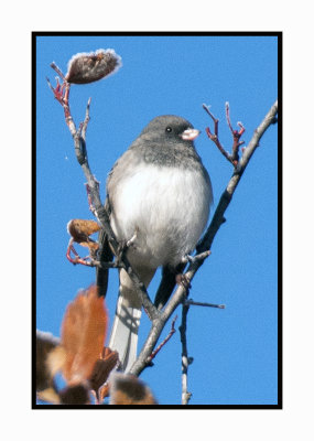 20 11 01 5418 Dark-eyed Junco