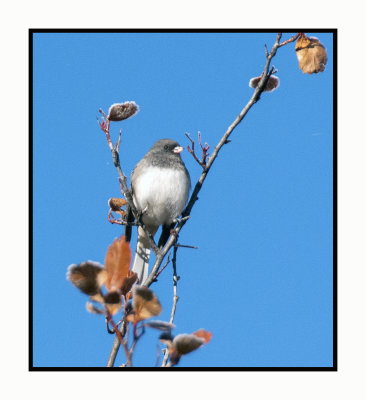 20 11 01 5418 Dark-eyed Junco