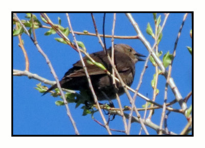 21 5 9 0844 Female Brown-headed Blackbird