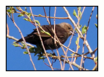 21 5 9 0845 Female Brown-headed Blackbird