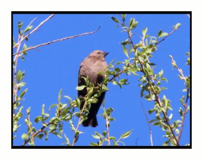 21 5 9 0852 Female Brown-headed Blackbird