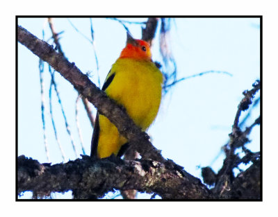 21 5 15 0871 Western Tanager