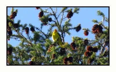 21 5 15 0874 Western Tanager