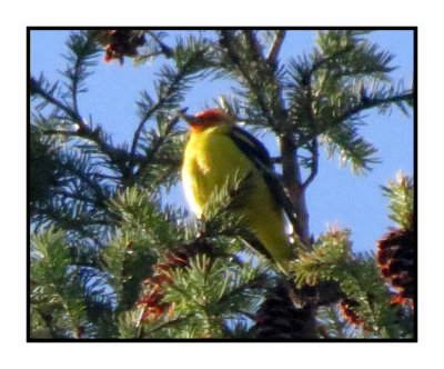 21 5 15 0875 Western Tanager