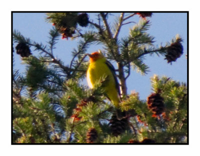 21 5 15 0876 Western Tanager