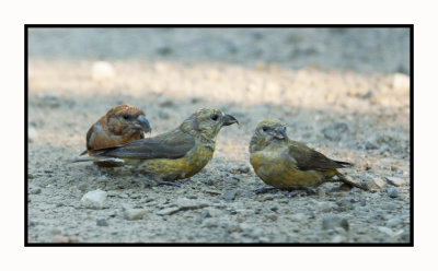 21 9 4 5848 Male Red Crossbill and Two Females