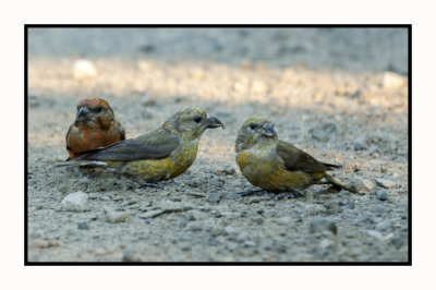 21 9 4 5850 Male Red Crossbill and Two Females