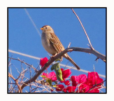 2021 11 28 0985 Juvenile White Crowned Sparrow