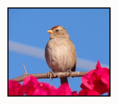 2021 11 28 1000 Juvenile White Crowned Sparrow