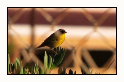 2021 11 28 0986 Common Yellowthroat