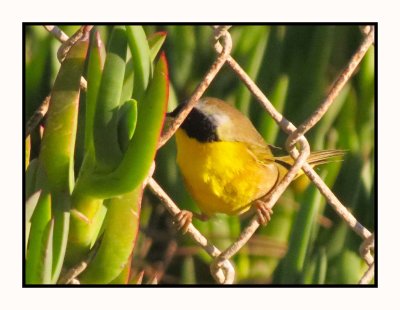 2021 11 28 0990 Common Yellowthroat