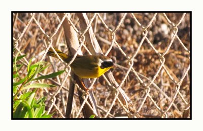 2021 11 28 0991 Common Yellowthroat