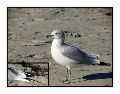 2021 11 29 1059 Ring-billed Gull (tail insert)