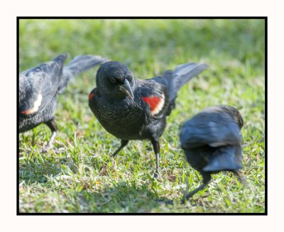 2021-12-01 6151 Tricoloured Blackbird