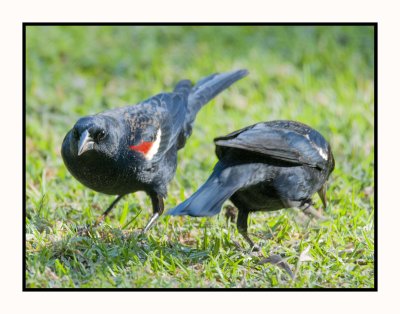 2021-12-01 6156 Tricoloured Blackbird