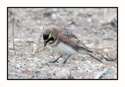 2021-12-03 6414 Lapland Longspur