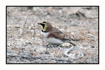 2021-12-03 6419 Lapland Longspur