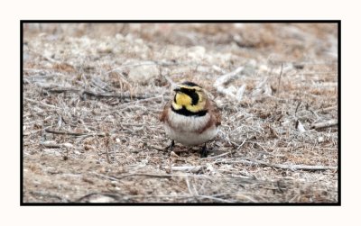 2021-12-03 6443 Lapland Longspur